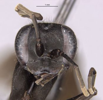 Media type: image;   Entomology 25264 Aspect: head frontal view